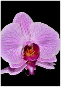 Poszterek 70x100 Lila orchidea