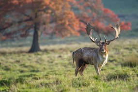Poszter 45x30cm Szarvas a mezőn, Assaf Frank