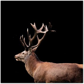 Poszterek 70x70 Szarvas szarvakkal