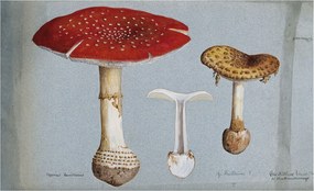 Fotótapéta Flizelin Dekoratív tapéta Gomba metszetek 416x254 Ragasztó