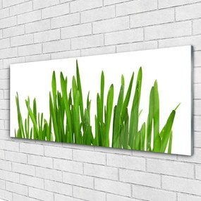 Akrilkép Grass A Wall 100x50 cm