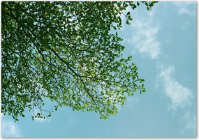 Üveg falpanel Levelek az égen Ragasztó Ingyenes