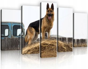 Vászonkép 100x60 Német juhászkutya széna falu természet erő nyugalom