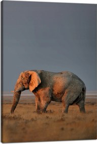 Vászonkép Elefánt szavanna Afrika Ég Fű 40x60 cm