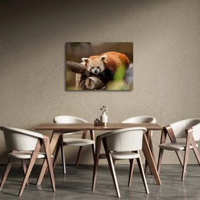 Vörös panda képe (70x50 cm)