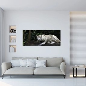 Kép - albínó tigris (120x50 cm)