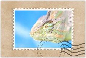 Poszterek 90x60 Kaméleon