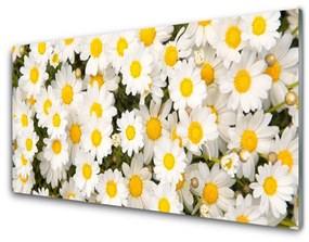 Akril üveg kép százszorszép virágok 100x50 cm