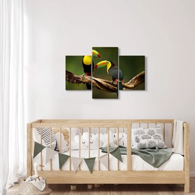 Ülő tukánok képe, Costa Rica (90x60 cm)