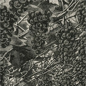 Tapéta Flizelin Falfestmény Prémium Szőlő nyomtatás 250x250 Ragasztó