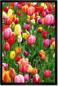 Poszterek keretben 40x60 Színes tulipánok a réten