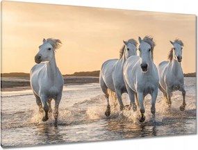 Képek 120x80 Vad lovak Wild Horses