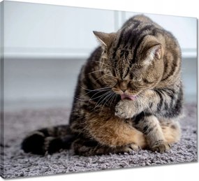 Vászonkép 50x40 Cica