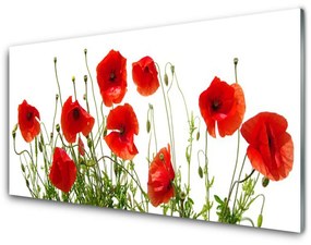 Üvegkép Pipacsok virágok természet Plant 100x50 cm