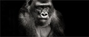 Kép - Gorilla (120x50 cm)