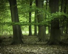 Poszter 50x40cm Fák az erdőben tavasszal, Assaf Frank