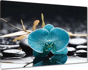 Vászonkép 100x70 Türkiz orchidea Virág