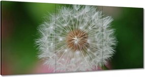 Vászonkép 120x60 Pitypang Virág Virágok