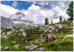 Poszterek 100x70 Bárány a hegyekben Kilátás