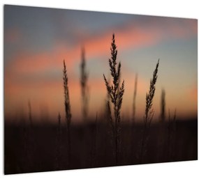 Kép - A növény sziluettje (70x50 cm)