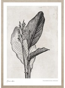 Canna indica leaves kép