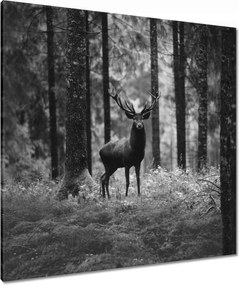 Vászonkép 90x90 Szarvas az erdőben B&amp;w