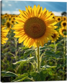 Vászonkép Botanika Napraforgó a mezőn 40x50