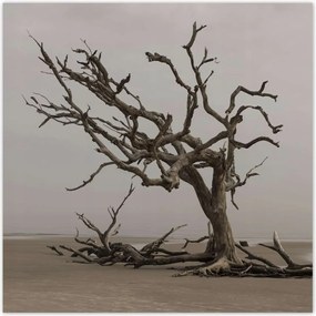 Poszterek 100x100 Fa Fák Kilátás