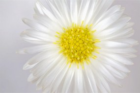 Kép - Margarita (90x60 cm)