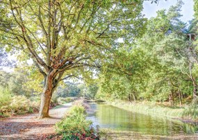 Poszter 42x29,7cm Ösvény a csatorna felett az erdőben, Assaf Frank