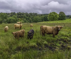 Poszter 60x50cm Highland fajtájú tehenek, Assaf Frank