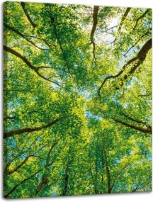 Vászonkép Fák Levelek Természet Erdő Tavasz 30x40 cm