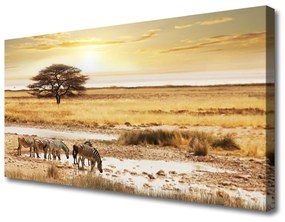 Vászonkép nyomtatás Zebra Safari Landscape 100x50 cm