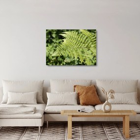 Üveg kép - Páfránylevél (70x50 cm)