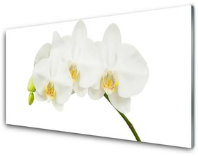 Üvegkép Rügyek orchidea virágok Természet 100x50 cm 2 fogas