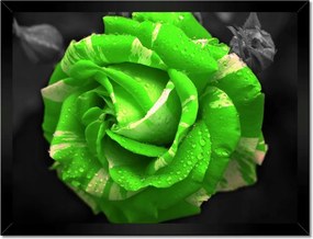 Poszter keretben 40x30 Lime rózsa