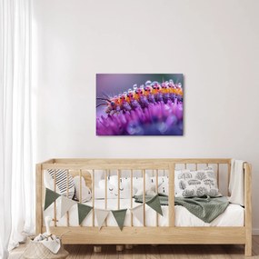 Kép - Caterpillar (70x50 cm)