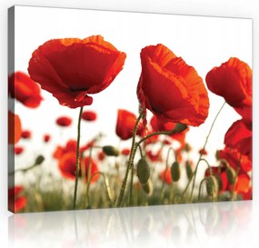Vászonkép Virágok Piros Pipacsok Vászon Fal Modern Hálószoba 100x70