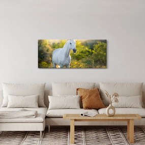 Egy fehér ló képe a réten (120x50 cm)