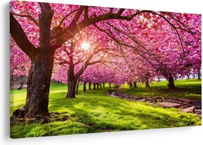 A virágzó cseresznye képe, Hurd Park, Dover, New Jersey (90x60 cm)
