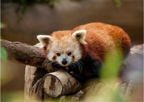 Vörös panda képe (üvegen) (70x50 cm)