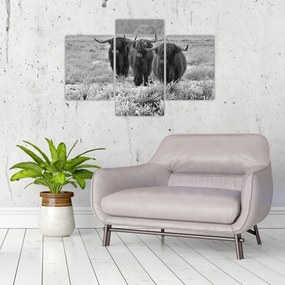 Kép - Skót tehenek (90x60 cm)