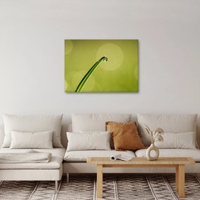 Víz csepp a fűben képe (70x50 cm)