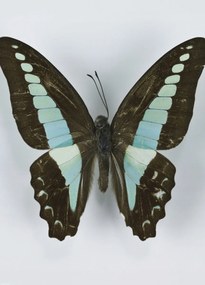 Poszter 39,5x55cm Pillangó fehér alapon 8, Assaf Frank