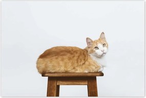 Poszterek 120x80 Cica Cicák