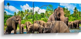 Kép - Elefántok, Sri Lanka (órával) (90x30 cm)