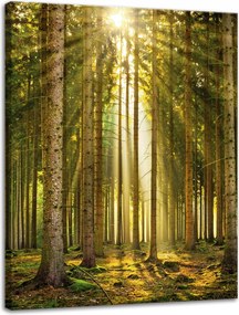 VĂĄszonkĂ©p ErdĆ FĂĄk Nap TermĂ©szet Tavasz 30x40 cm