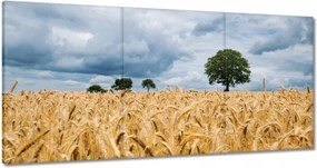 Festmények 180x90 Mező az aratás előtt Rozs