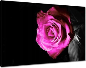 Vászonkép 100x70 Rózsa lila