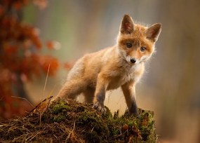 Fotográfia Fox, Robert Adamec